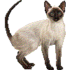 しゃむねこのあいこん