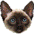 Siamese thumbnail