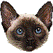 しゃむ猫・アイコン