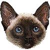 シャム猫・あいこん