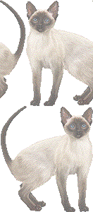 シャム猫の壁紙／非営利無料イラスト