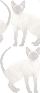 シャムねこの壁紙／条件付きフリー画像