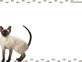 シャム猫、サイアミーズの年賀状／非商用無料イラスト