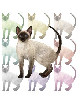 ポスカ・シャムねこ／条件付フリー素材