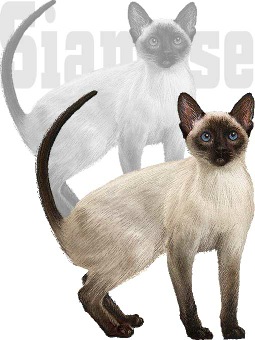 しゃむねこのポストカード／条件付無料素材