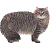 サイベリアン・あいこん