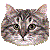 サイベリアンのサムネイル