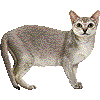 しんがぷーらのあいこん
