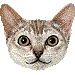 しんがぷーら・アイコン