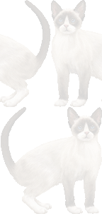 スノウシューの壁紙／条件付きフリー画像