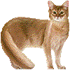 そまりのあいこん