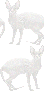 スフィンクスの壁紙／条件付きフリー画像