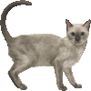 とんきにーずのあいこん