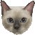 Tonkinese thumbnail