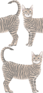 トイガーの壁紙／非営利無料イラスト
