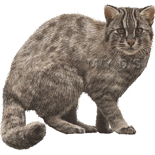 （対馬山猫）ツシマヤマネコのイラスト／条件付フリー素材集