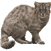 つしまやまねこのあいこん