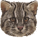 ツシマ山猫・アイコン