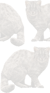 対馬山猫の壁紙／条件付きフリー画像