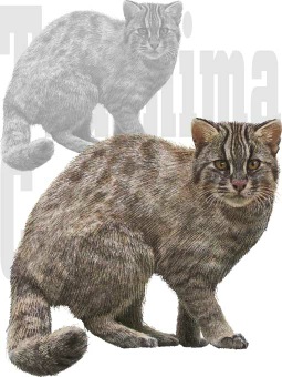 つしまやまねこのポストカード／条件付無料素材