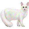 たーきっしゅあんごらのあいこん