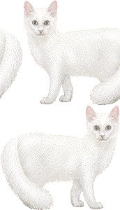 ターキッシュアンゴラの壁紙／非営利無料イラスト