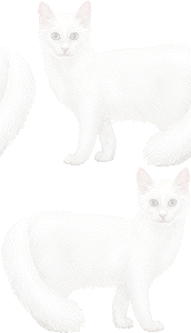 トルコアンゴラの壁紙／条件付きフリー画像