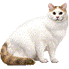 たーきっしゅばんのあいこん