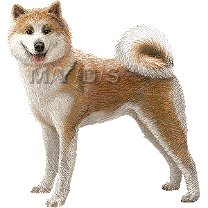 秋田犬のイラスト／無料素材集（条件付）