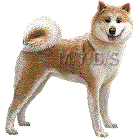 秋田犬のイラスト／フリー素材（条件付）