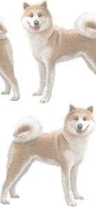 秋田犬の壁紙／非営利無料イラスト