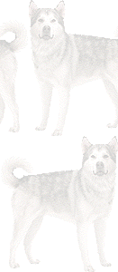 アラスカンマラミュートの壁紙／条件付きフリー画像