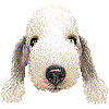 ベドリントンテリア・あいこん