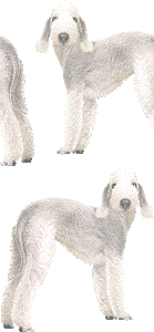 ベドリントンテリアの壁紙／非営利無料イラスト