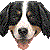 Bernese Mountain Dog thumbnail