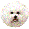 ビションフリーゼ・あいこん