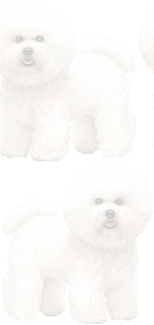 ビションフリーゼの壁紙／条件付きフリー画像