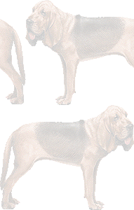 ブラッドハウンドの壁紙／無料イラスト
