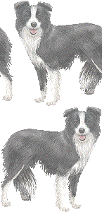 ボーダーコリーの壁紙／非営利無料イラスト