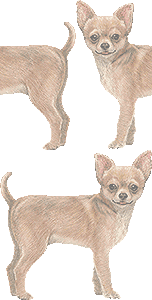 チワワの壁紙／非営利無料イラスト