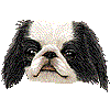 狆（チン）・あいこん