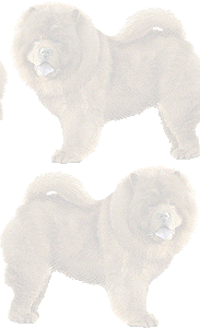 チャウチャウの壁紙／条件付きフリー画像