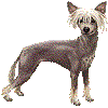 ちゃいにーずくれすてっどどっぐのあいこん