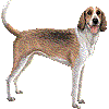 あめりかんふぉっくすはうんどのあいこん