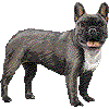 フレンチブルドッグ・あいこん