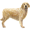 ごーるでんれとりばーのあいこん
