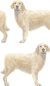 ゴールデンレトリバーの壁紙／非営利無料イラスト