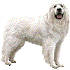 ぐれーとぴれにーずのあいこん