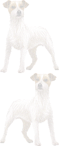 ジャックラッセルテリヤの壁紙／条件付きフリー画像
