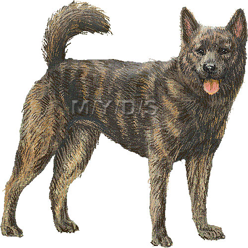甲斐犬のイラスト／条件付フリー素材集